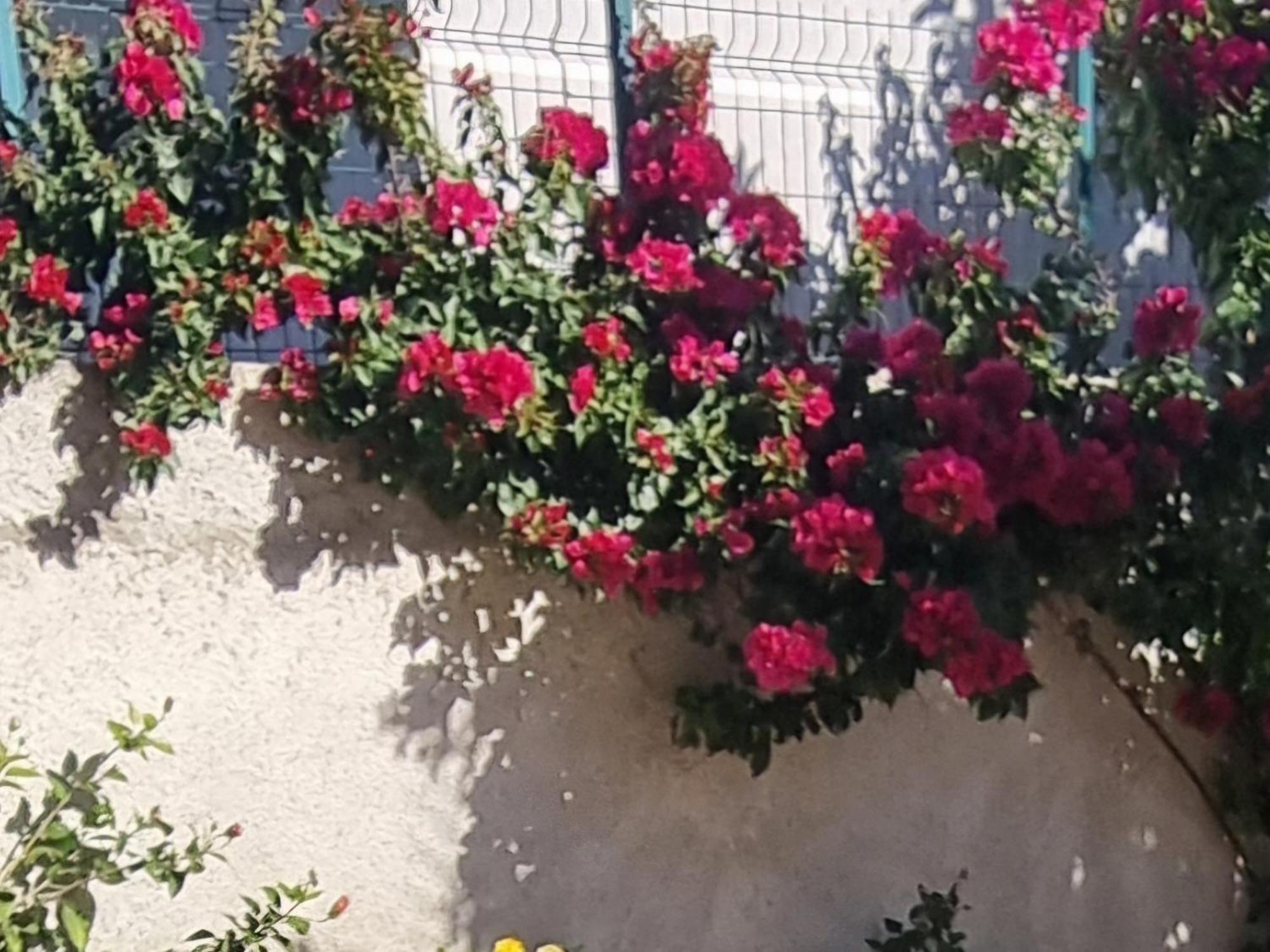 Vila Megi-Rent Room Vlorë Exteriör bild