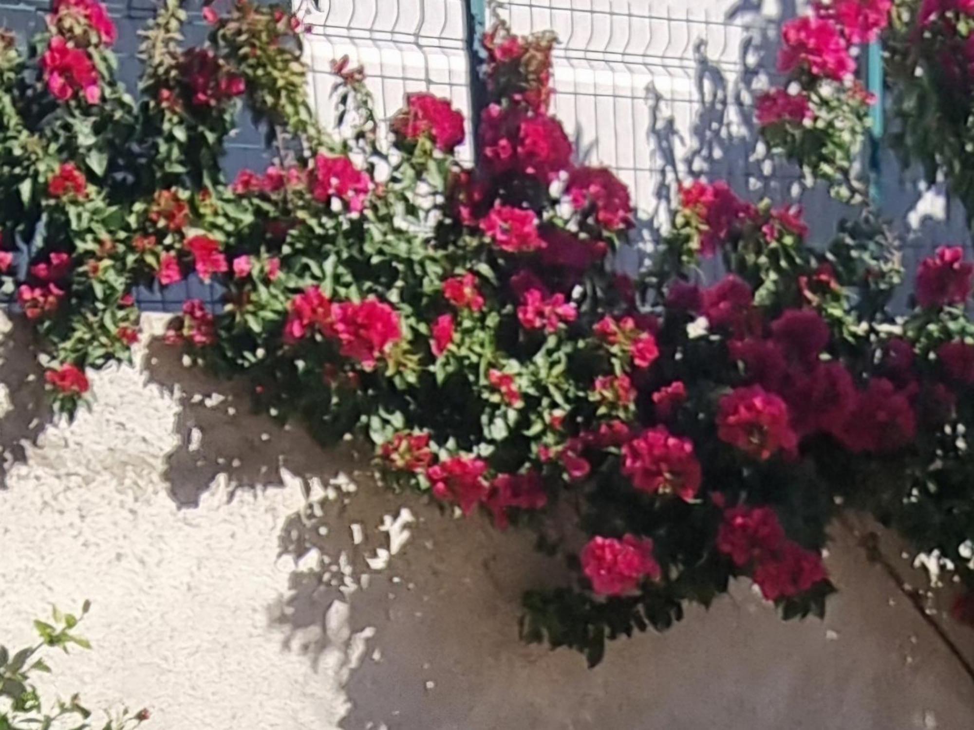 Vila Megi-Rent Room Vlorë Exteriör bild