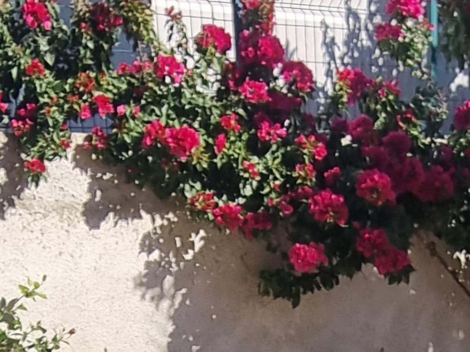 Vila Megi-Rent Room Vlorë Rum bild